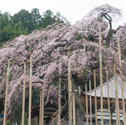 慈徳寺観音の種蒔き桜